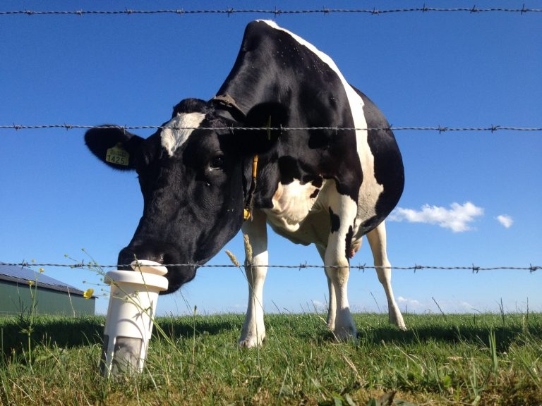 diferencia entre leches vegetales caseras y leche de vaca